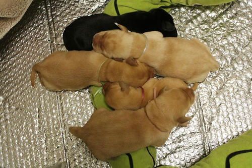 20111126puppys01