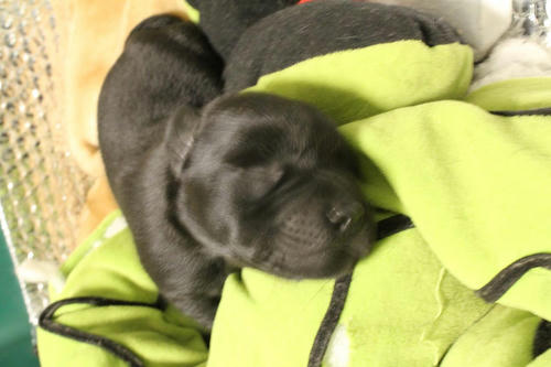 20111126puppys04