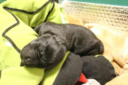 20111126puppys05