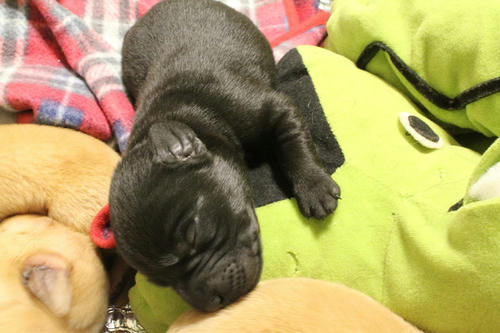 20111126puppys07
