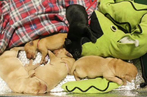 20111126puppys08