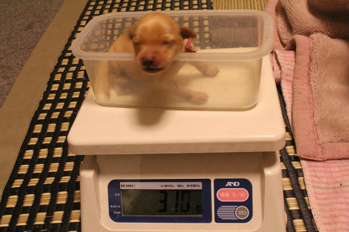 20111126puppys11赤