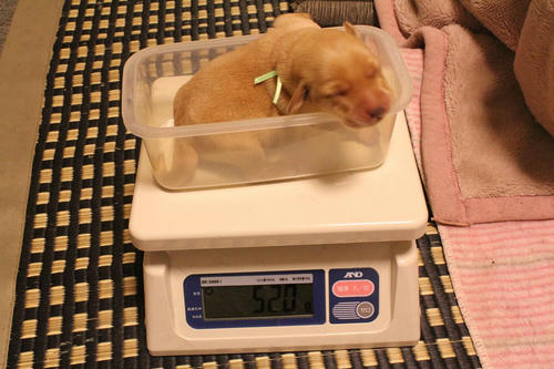 20111126puppys15緑
