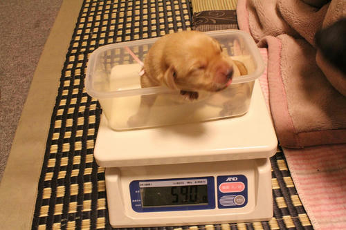 20111126puppys19桃