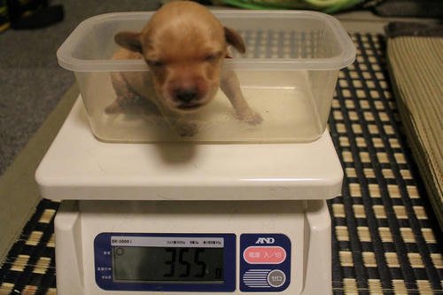 20111127puppys51赤