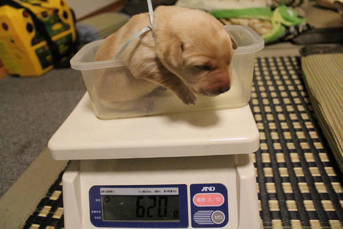 20111127puppys42青