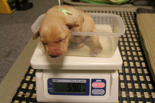 20111127puppys48緑