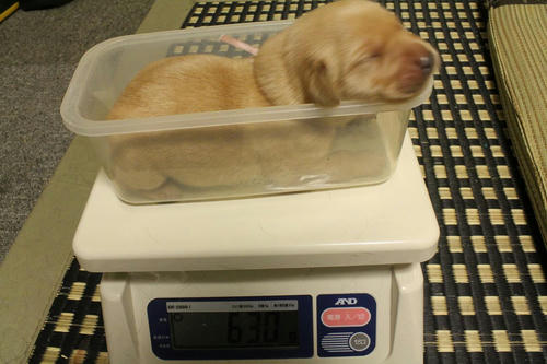 20111127puppys39桃