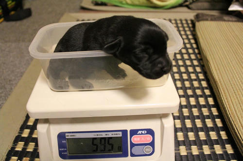 20111127puppys45紫