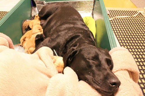 20111127puppys01青