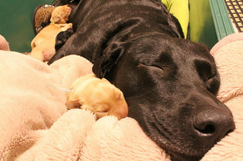 20111127puppys03青