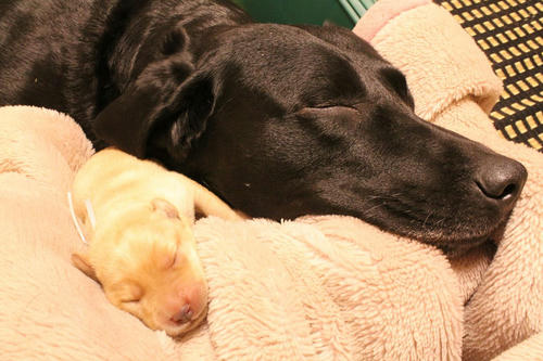 20111127puppys06青