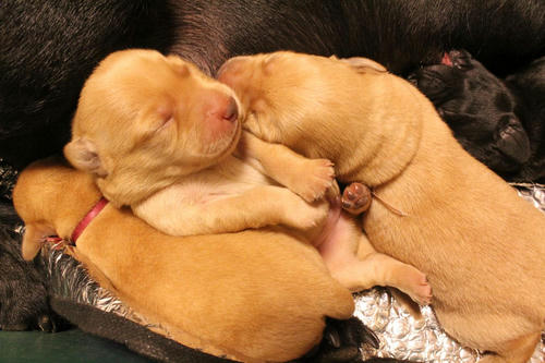 20111127puppys05緑