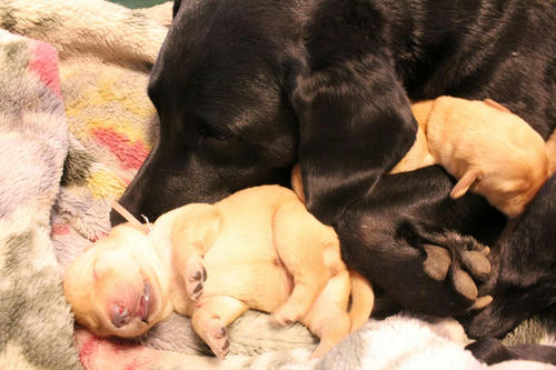 20111127puppys07桃