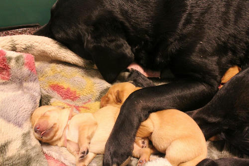 20111127puppys12緑and桃