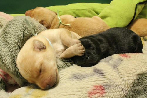 20111127puppys22