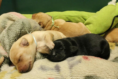 20111127puppys23