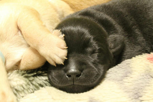 20111127puppys25