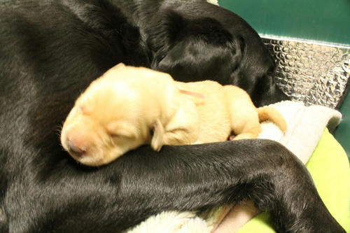 20111127puppys32桃