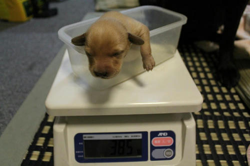 20111128puppys01赤