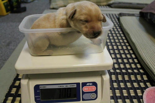 20111128puppys03青
