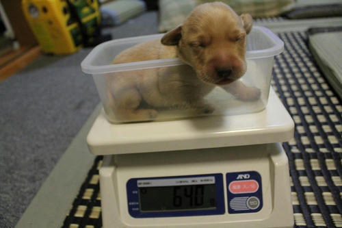 20111128puppys06緑