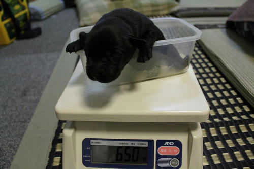 20111128puppys14紫