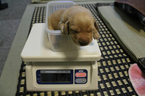 20111128puppys07桃