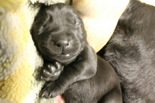 20111129puppys07紫