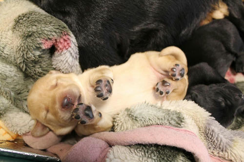 20111129puppys12