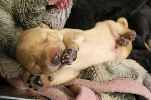 20111129puppys13