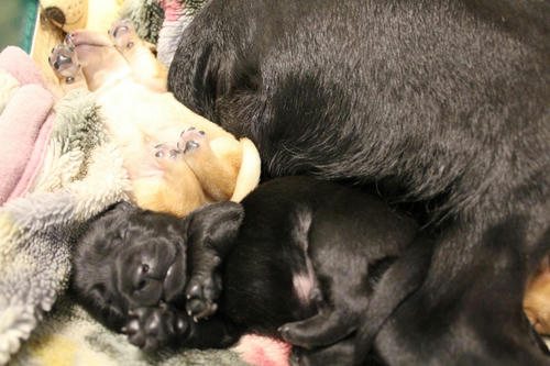 20111129puppys14