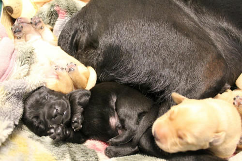 20111129puppys15