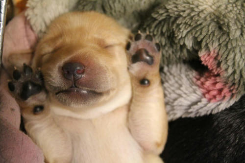 20111129puppys17