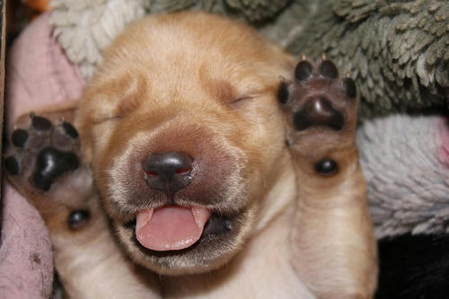 20111129puppys18