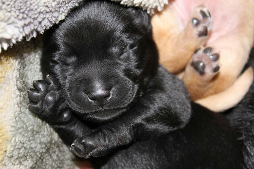 20111129puppys19