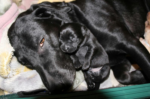 20111129puppys20紫