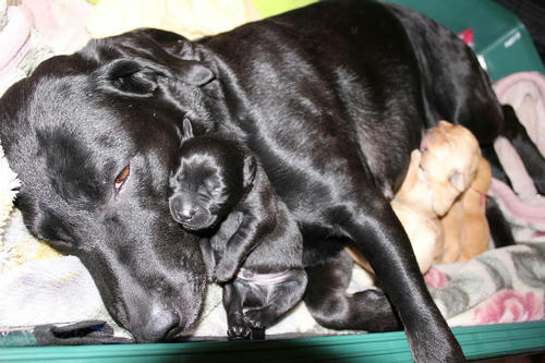 20111129puppys21紫