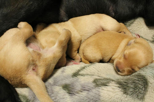 20111129puppys09赤and桃