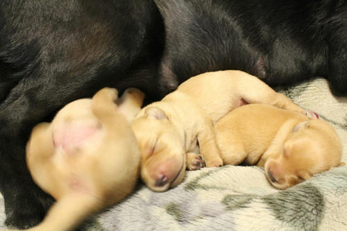 20111129puppys10赤and桃