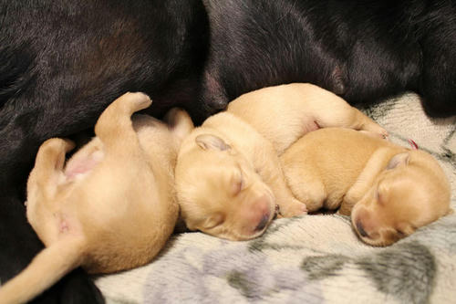 20111129puppys11赤and桃and緑