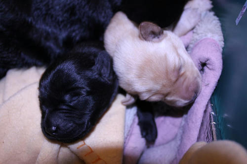 20111129puppys36青and紫
