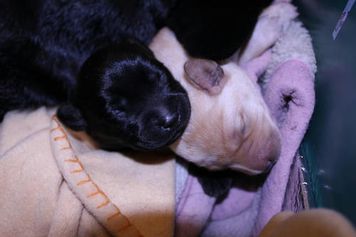 20111129puppys37青and紫