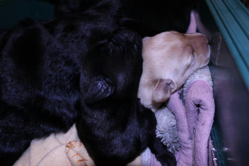 20111129puppys38青and紫