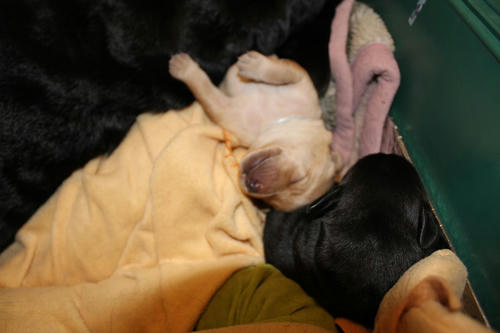 20111129puppys40青and紫