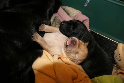 20111129puppys43青and紫