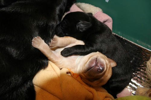 20111129puppys46青and紫
