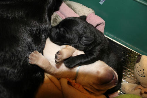 20111129puppys47青and紫