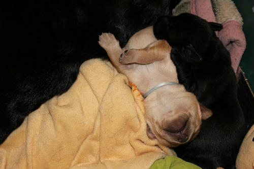 20111129puppys48青and紫