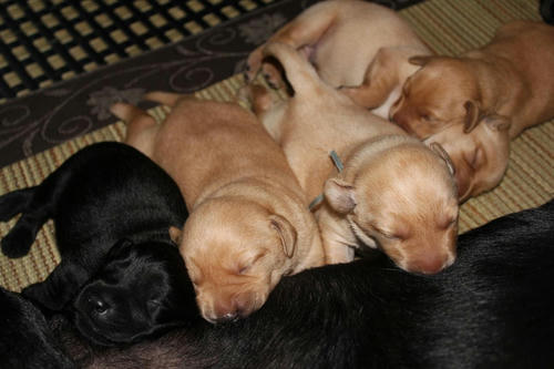 20111129puppys52